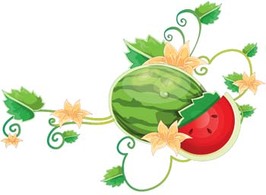 Food - Watermelon 10 