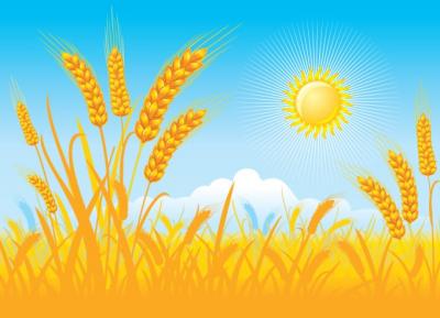 Wheat Field Vector Preview